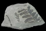 Pennsylvanian Fossil Fern (Neuropteris) Plate - Kentucky #142404-1